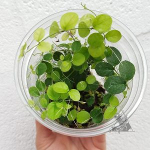 Trepadora sp 1
