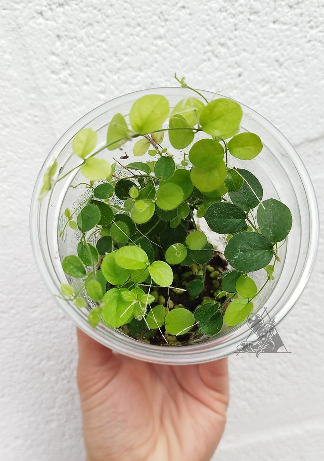 Trepadora sp 1