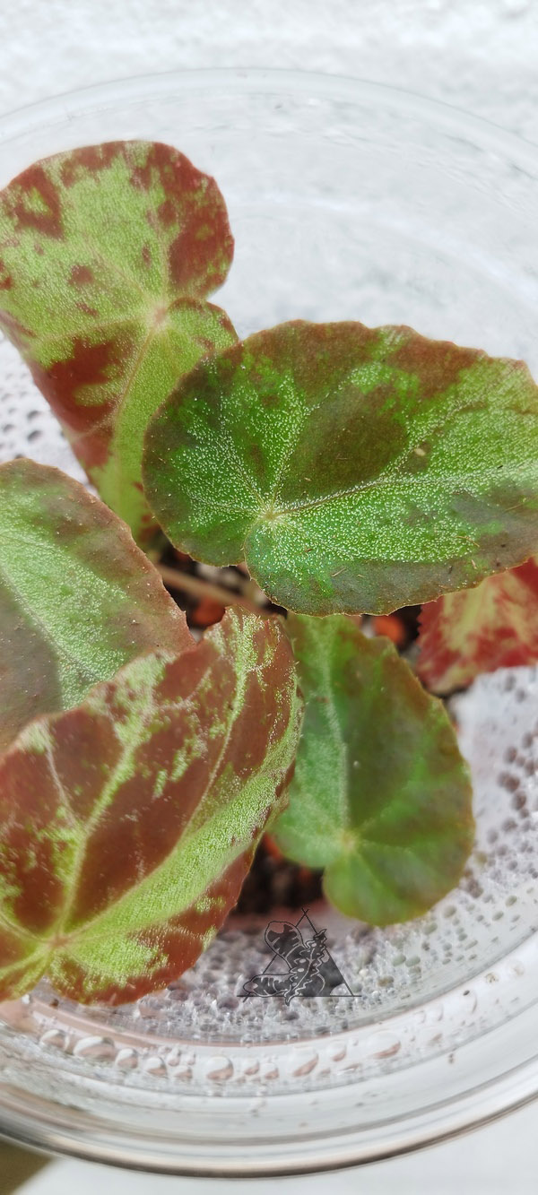 Begonia burkillii - Imagen 3