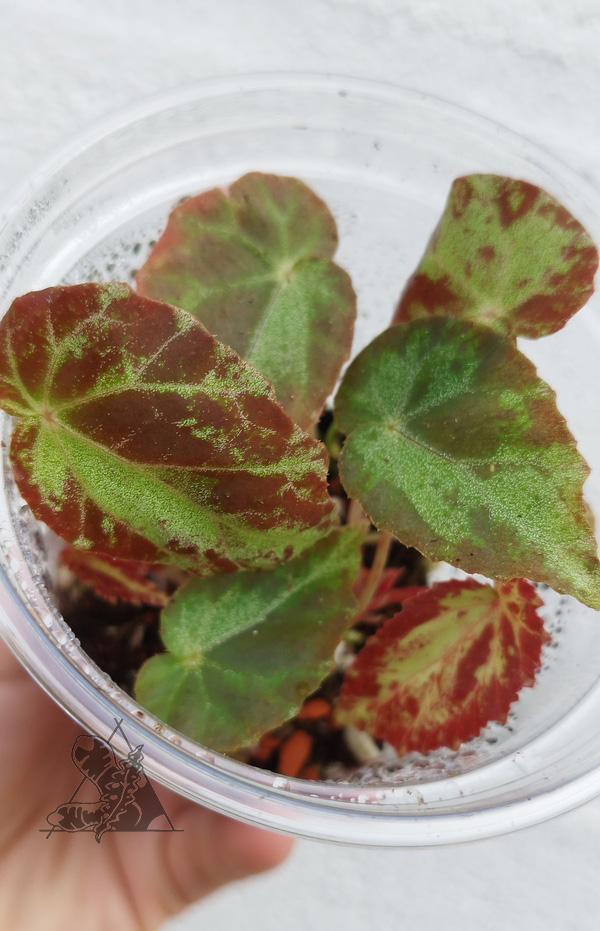 Begonia burkillii - Imagen 2
