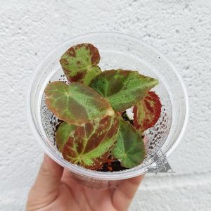 Begonia burkillii