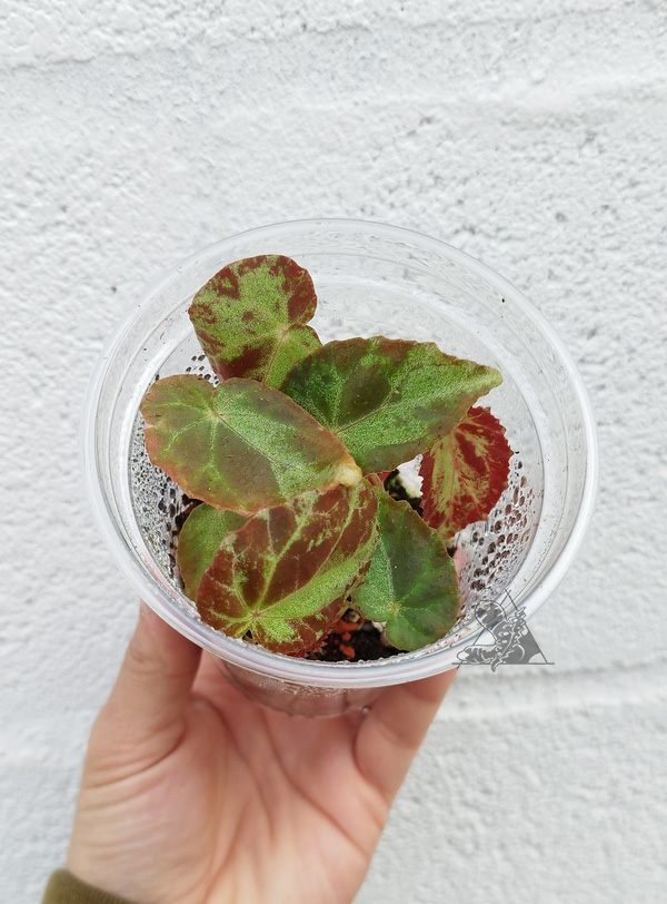 Begonia burkillii