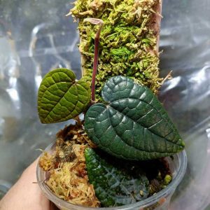 Piper sp. Luxurians