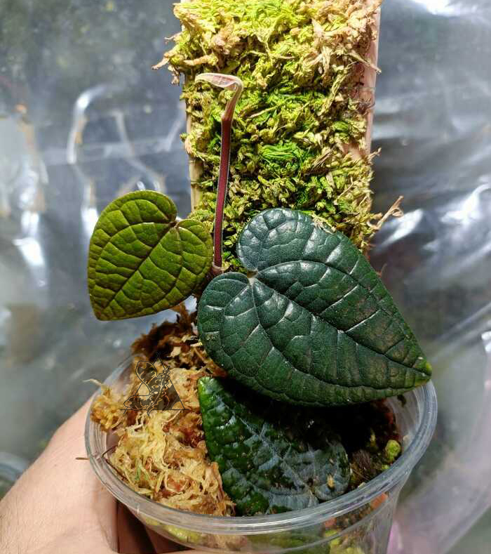 Piper sp. Luxurians