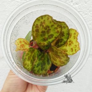 Begonia blancii Mottled