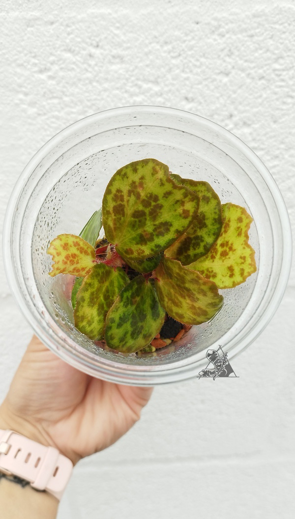 Begonia blancii Mottled