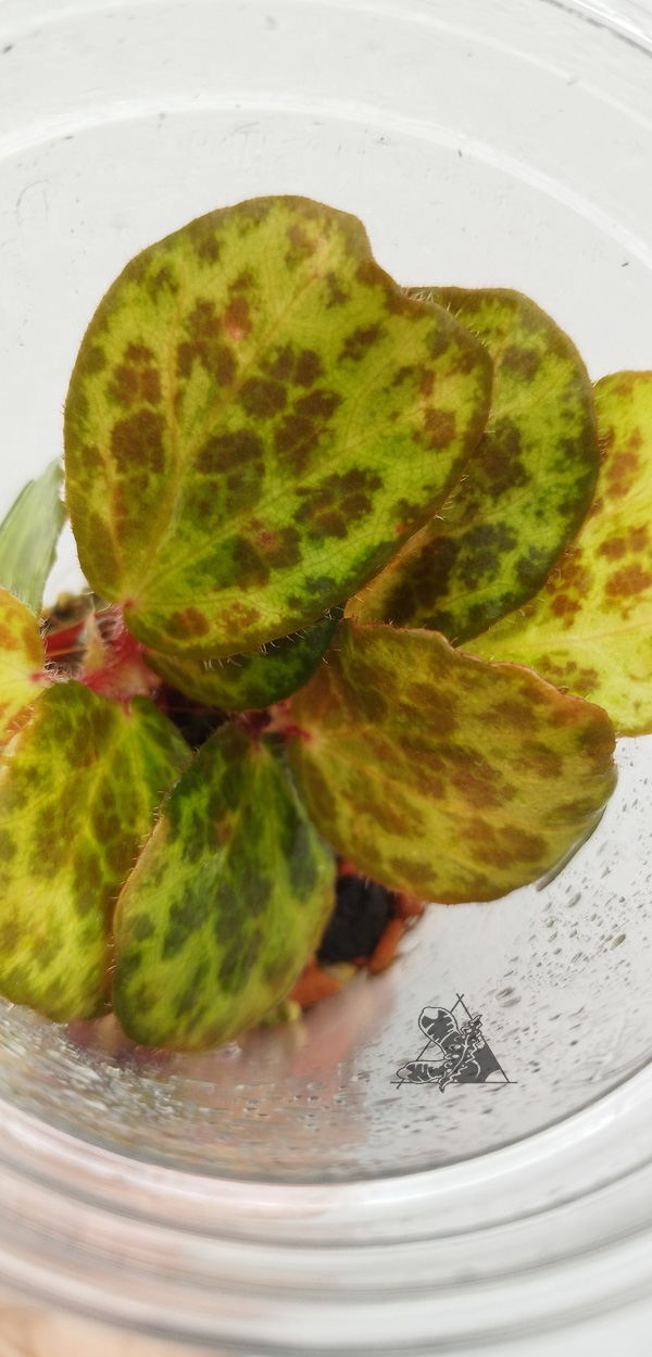 Begonia blancii "Mottled" - Imagen 2