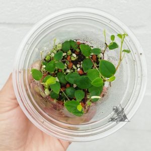 Peperomia sp 4