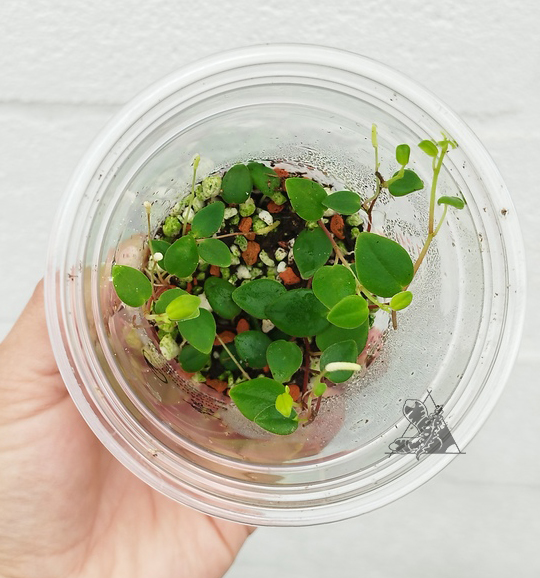 Peperomia sp 4