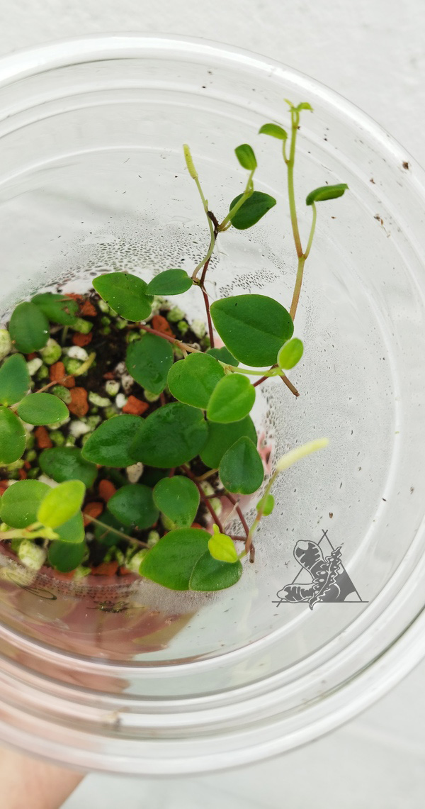 Peperomia sp 3 - Imagen 3