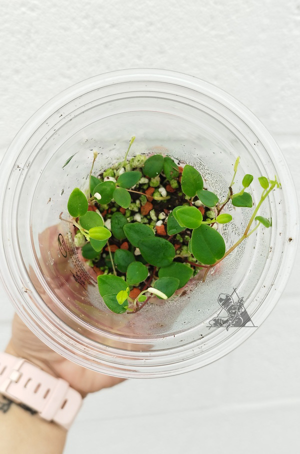Peperomia sp 3 - Imagen 2