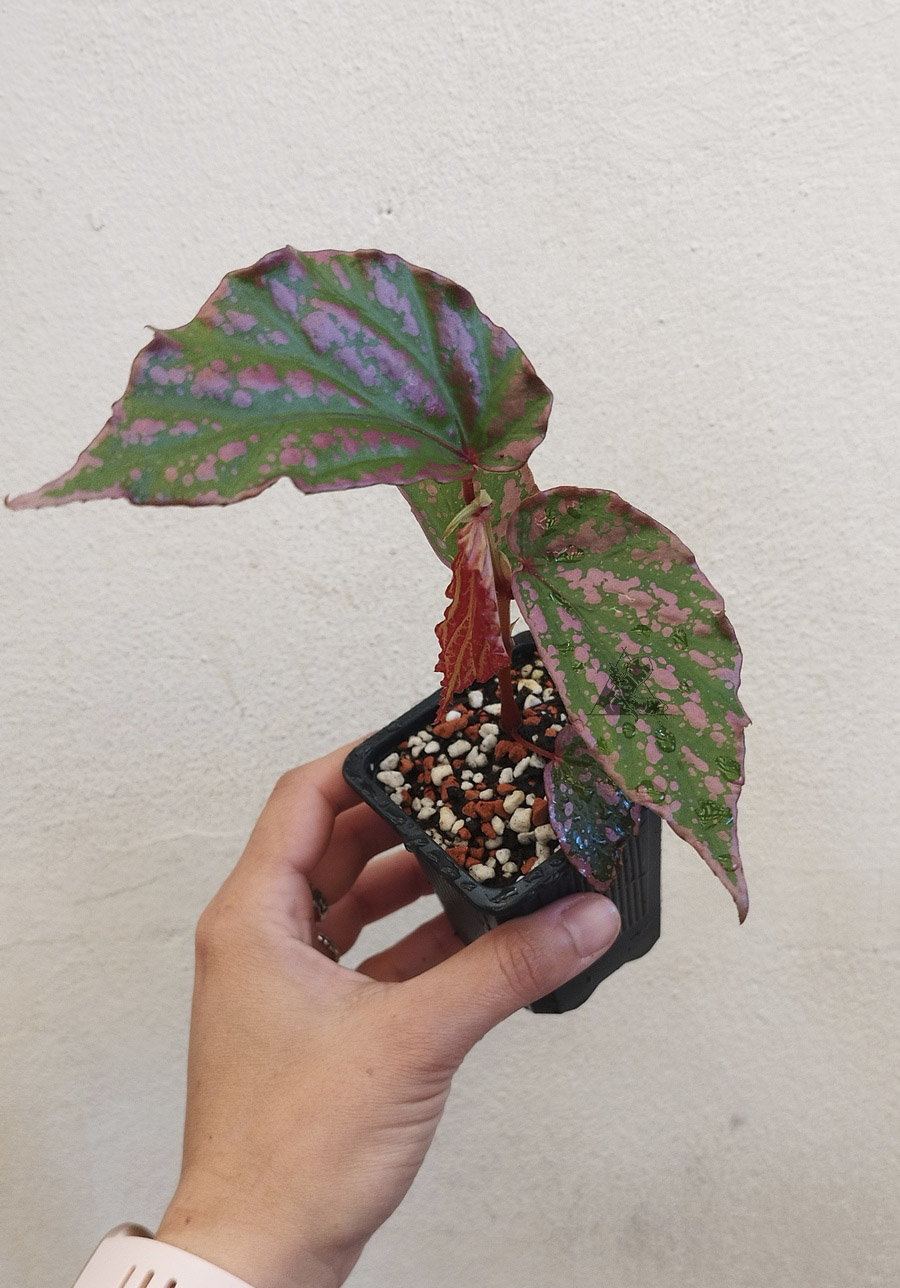 Begonia sumatera