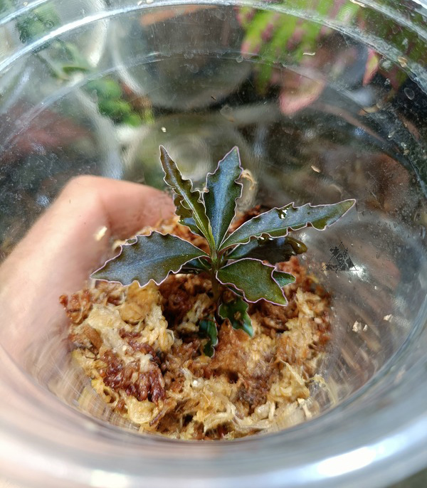 labisia sp boyan