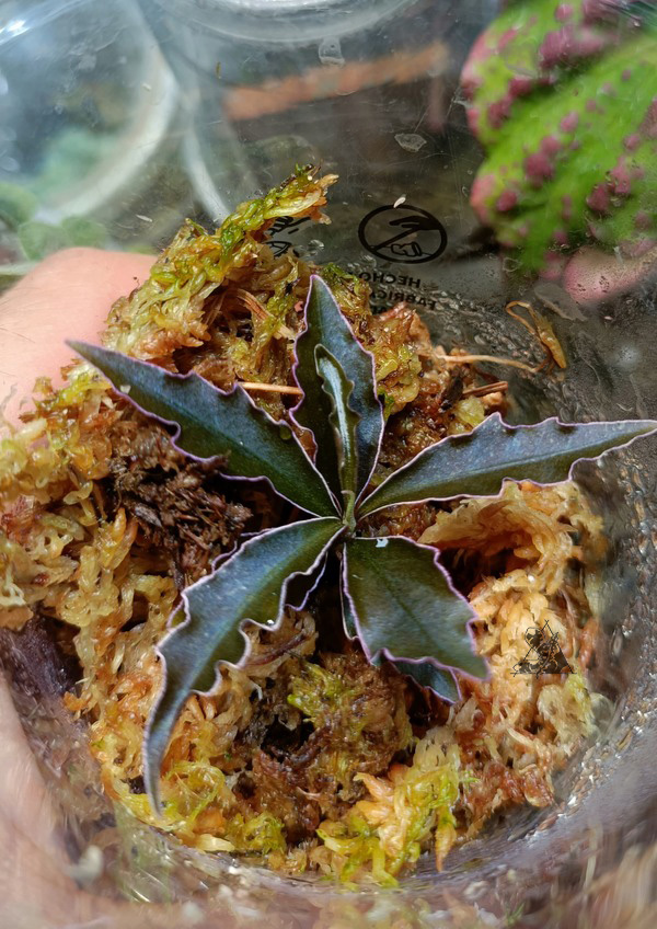labisia sp boyan