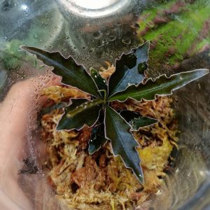 Labisia sp. Boyan