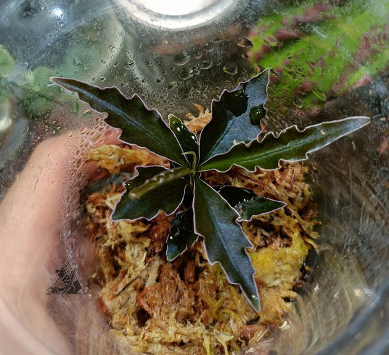 Labisia sp. Boyan