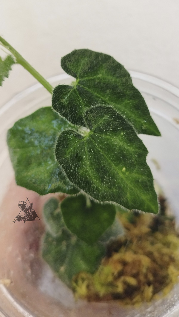 dioscorea sp borneo
