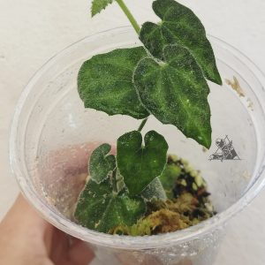 Dioscorea sp. Borneo 1