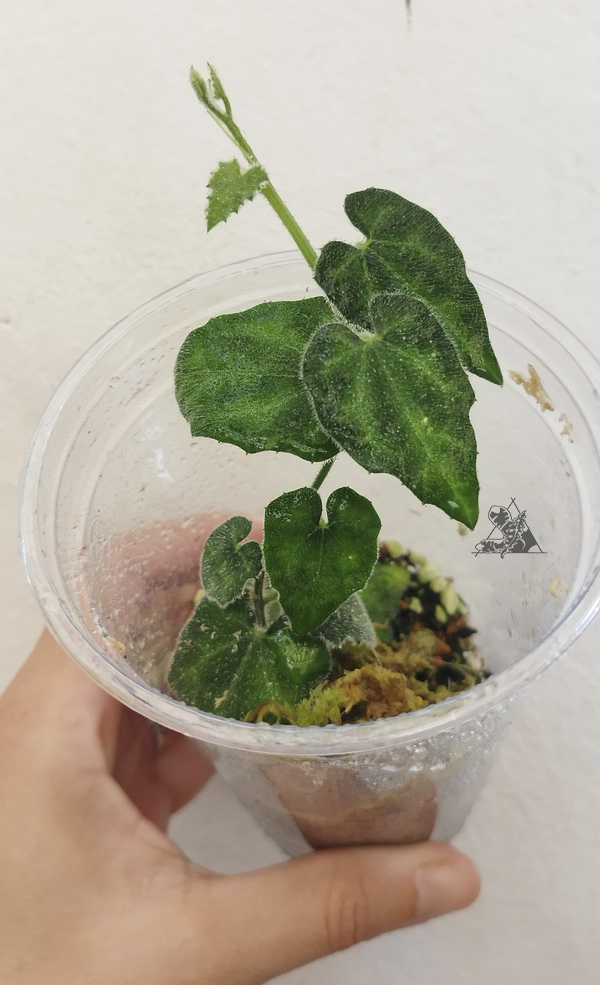 Dioscorea sp. Borneo 1