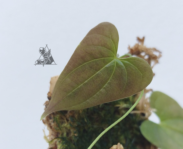 dioscorea sp borneo 2