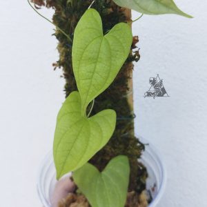 Dioscorea sp. Borneo 2