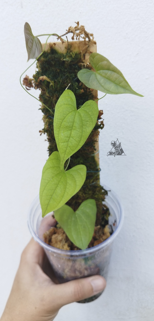 Dioscorea sp. Borneo 2