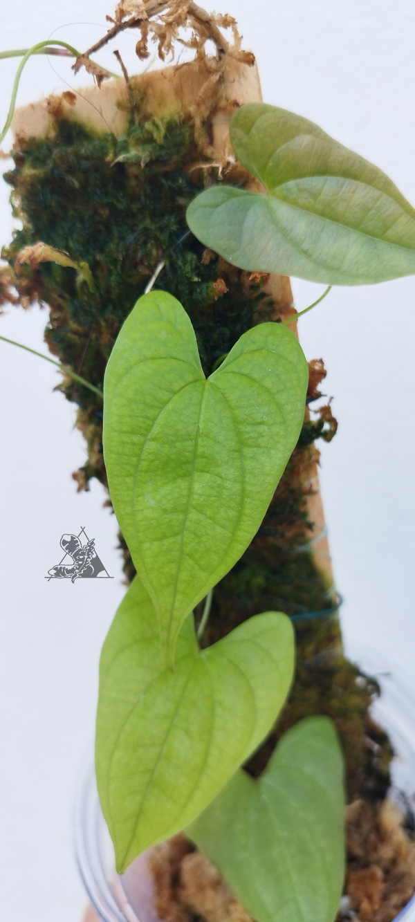 dioscorea sp borneo 2