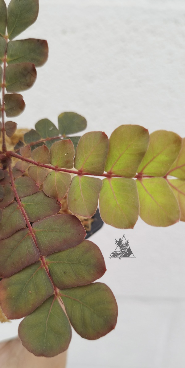 biophytum sp napo