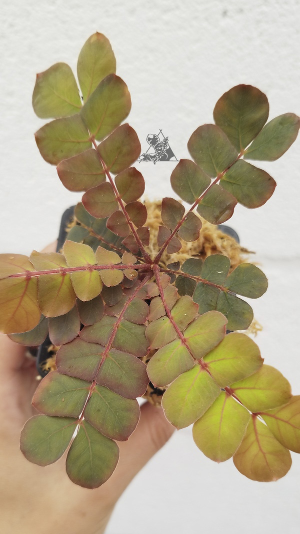 biophytum sp napo