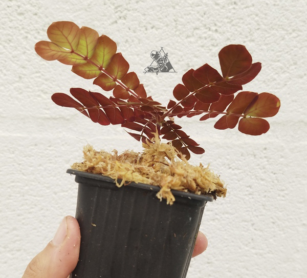 biophytum sp napo