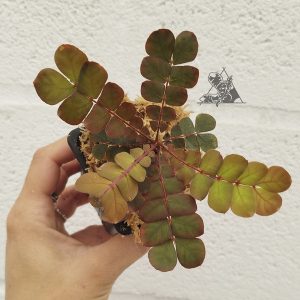 Biophytum sp. Napo