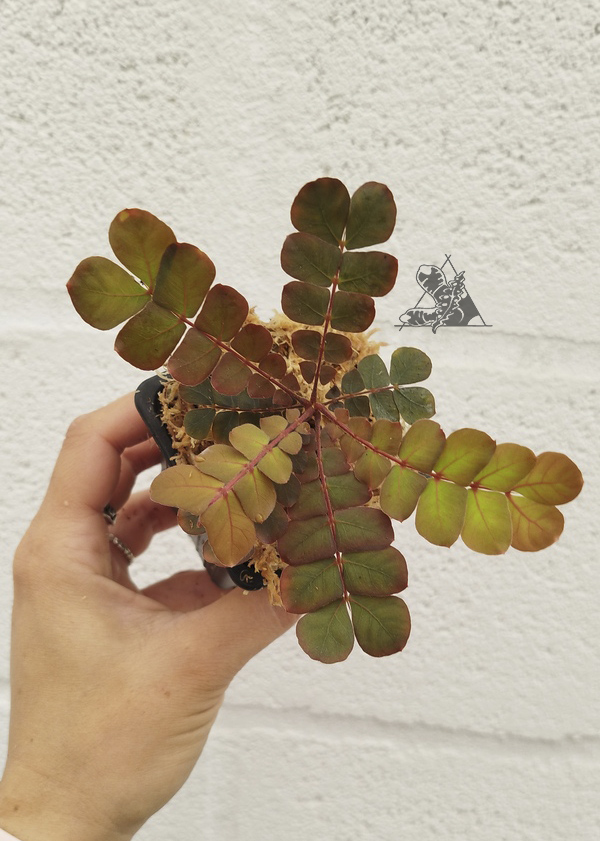 Biophytum sp. Napo