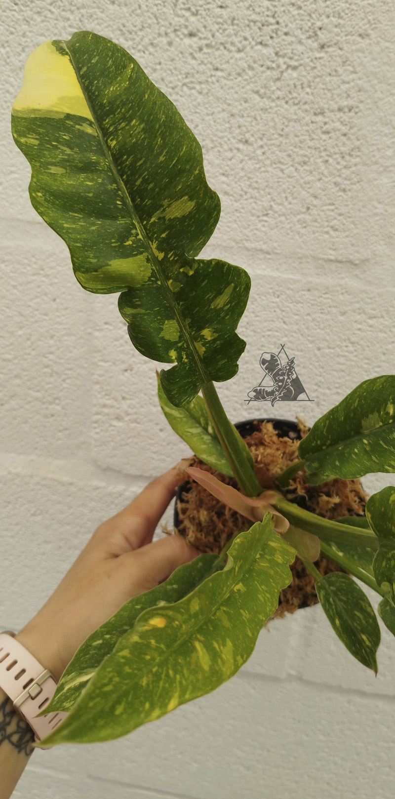 philodendron ring of fire