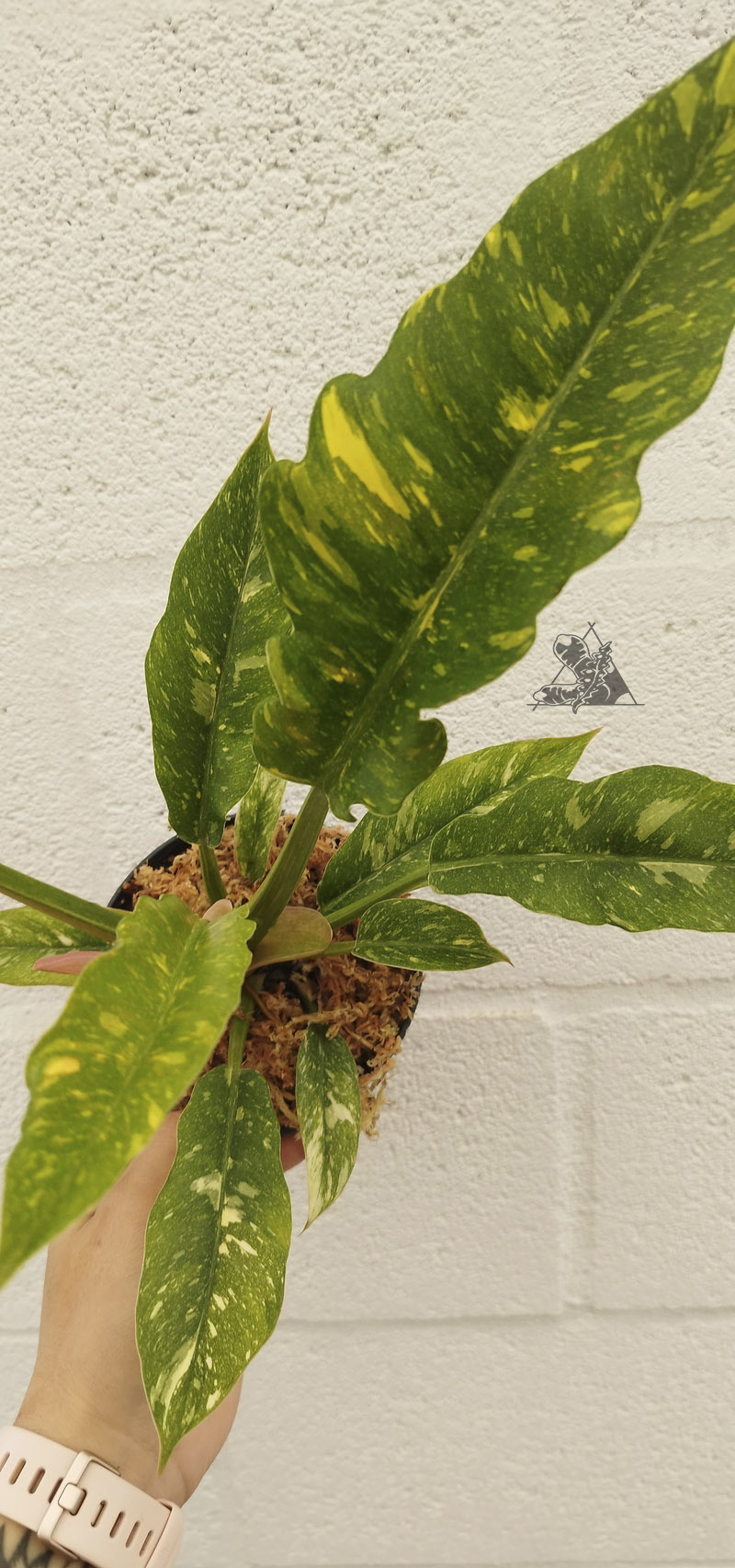 philodendron ring of fire