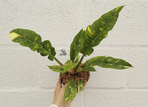 philodendron ring of fire