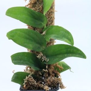 Rhaphidophora korthalsii