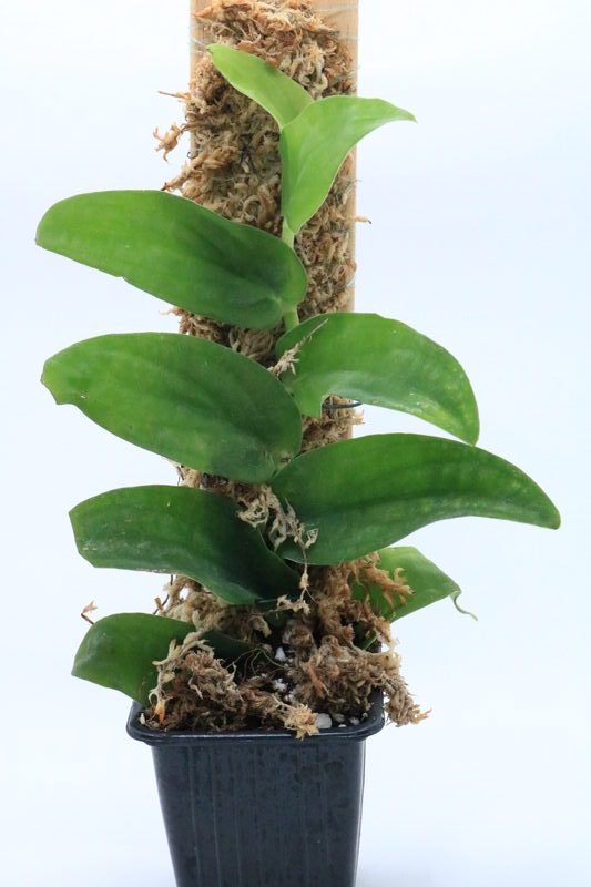 Rhaphidophora korthalsii