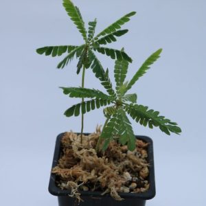Biophytum sensitivum