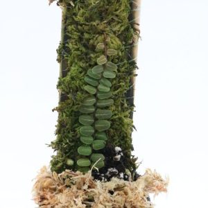 Marcgravia sp. Melón