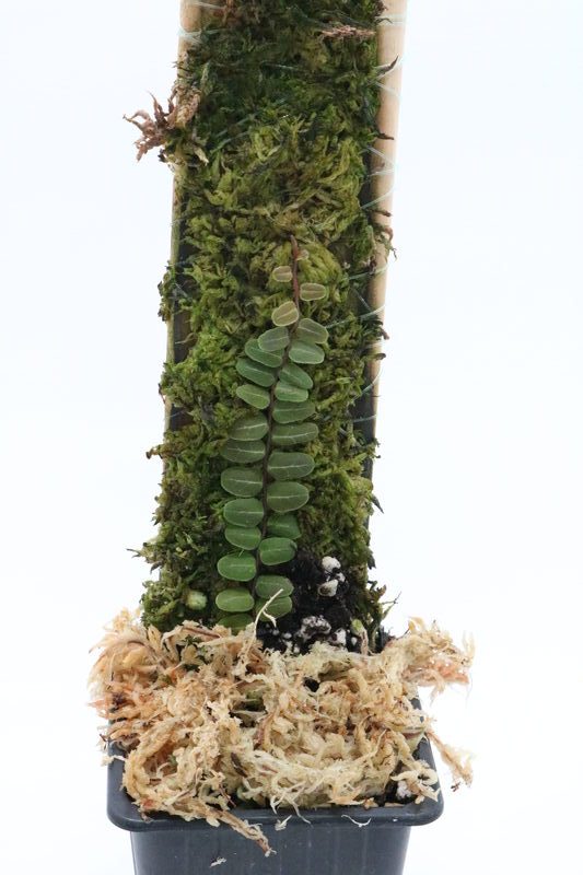 Marcgravia sp. Melón