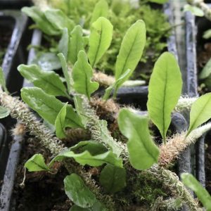 Microgramma vaccinifolia