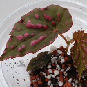 Begonia negrosensis
