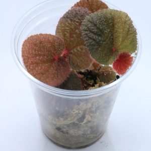 Begonia baik