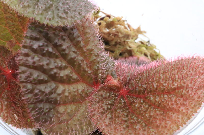 Begonia baik - Imagen 2