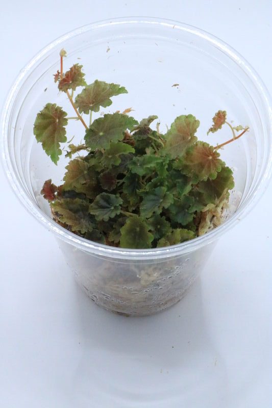 Begonia dodsonii