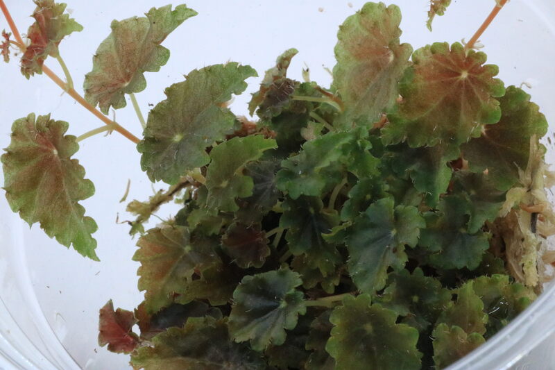 Begonia dodsonii - Imagen 2