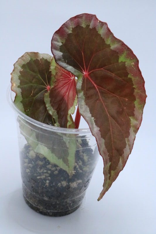 Begonia baramensis