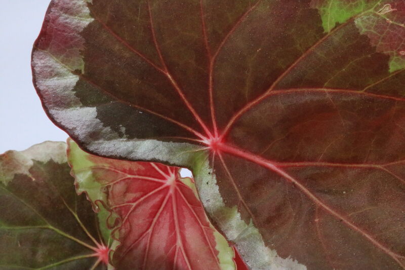 Begonia baramensis - Imagen 2