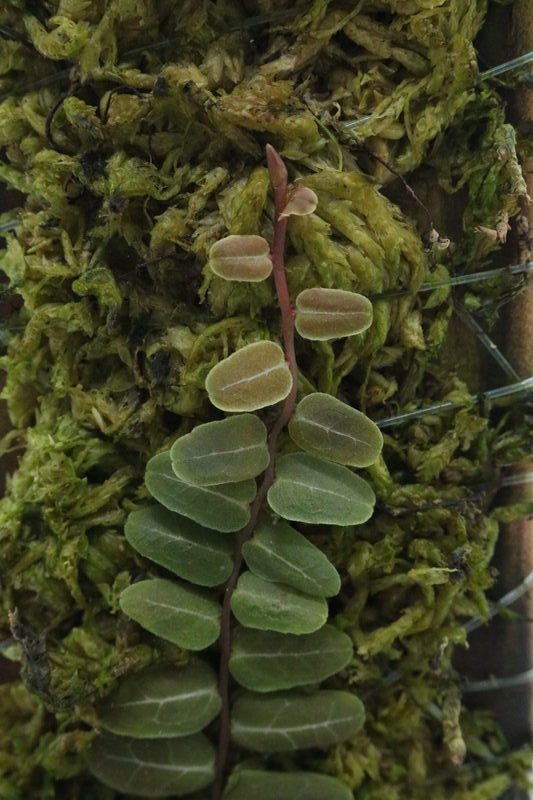 Marcgravia sp. Melón - Imagen 2