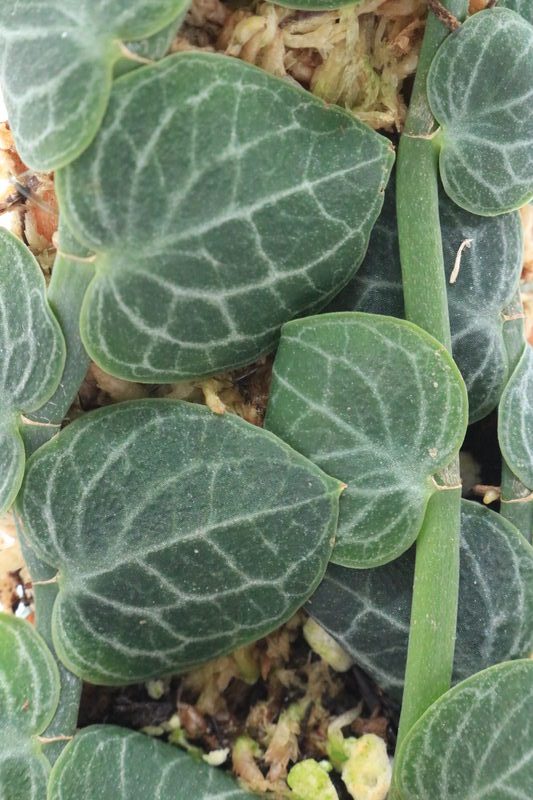 Rhaphidophora cryptantha - Imagen 2